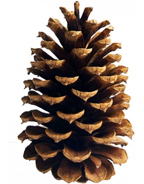 20 PineCones 3" to 4” Tall Bulk Package All Natural Bug Free and Perfect for Crafting for Home Accent Decor Pine Cones UNSCENTED 20